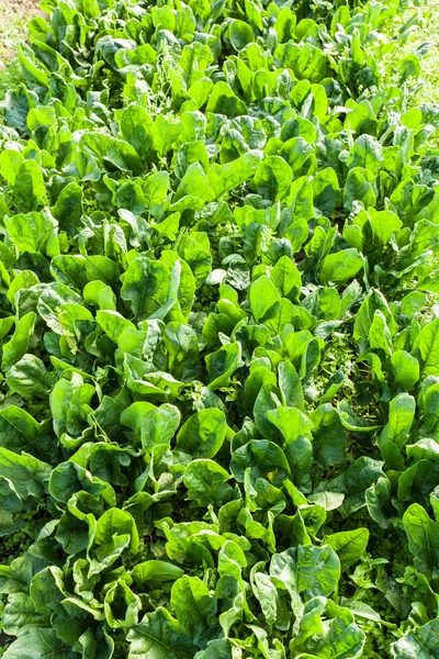 Органічний салат в теплицях — стокове фото