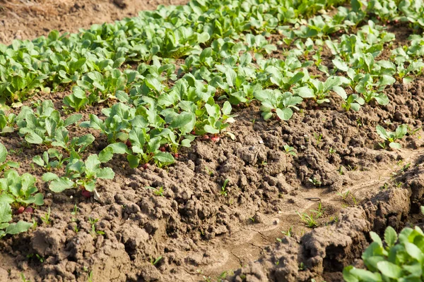Ekologiska rädisor plantering — Stockfoto