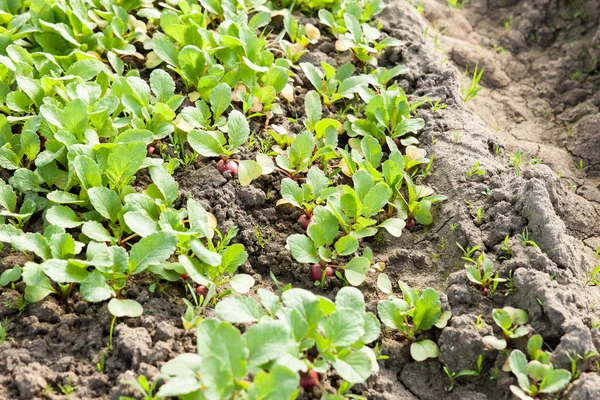 Plantação de rabanetes orgânicos — Fotografia de Stock