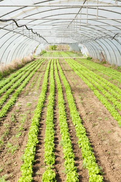 Salad organik di rumah kaca — Stok Foto
