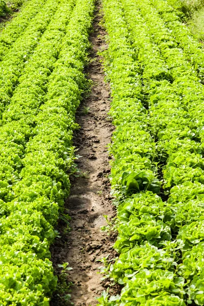 温室の有機野菜サラダ — ストック写真