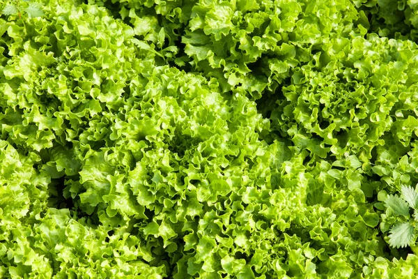 Ensalada ecológica en invernaderos —  Fotos de Stock