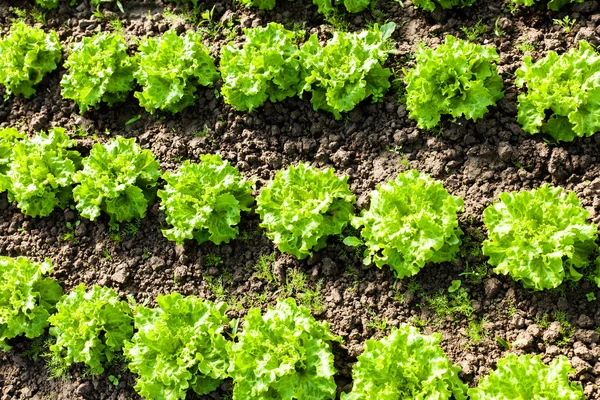 Salada orgânica em estufas — Fotografia de Stock