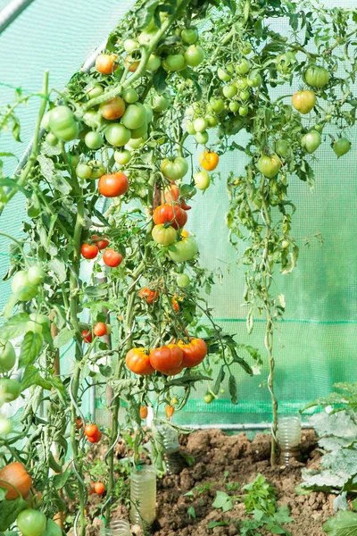 Tomates ecológicos en invernadero — Foto de Stock