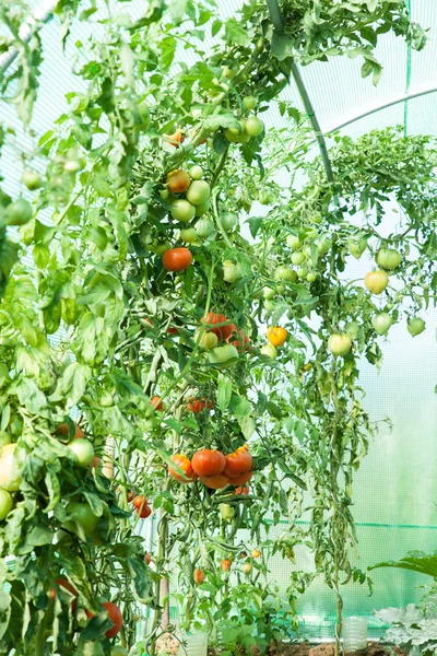 Tomates orgânicos em estufa — Fotografia de Stock