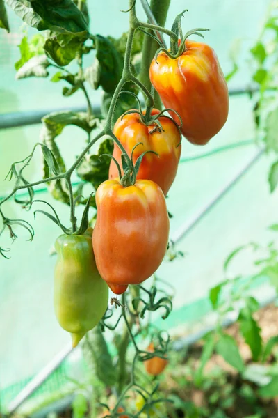 Tomates orgânicos em estufa — Fotografia de Stock