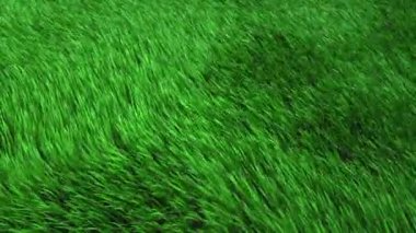 Çim, çim rüzgarda sallanan ile ekili alan