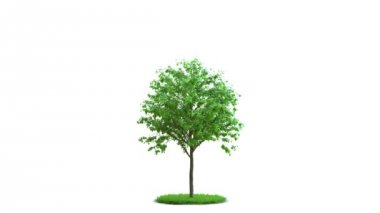 Ağaç büyüme yuvarlak yeşil çimenlerin üzerinde. İdeal yalıtım. Beyaz ve siyah arka plan üzerinde siyah beyaz maskesi.