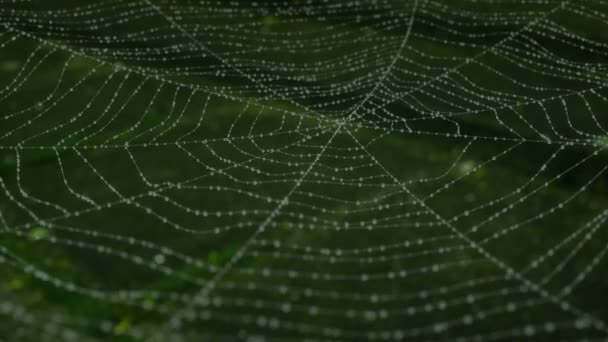 Morning dew on a spider web. animation — Stock Video