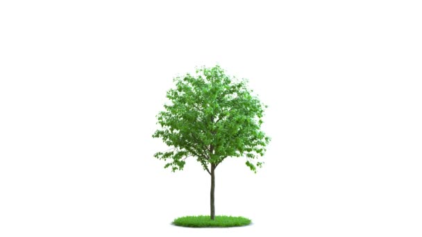La croissance des arbres sur une herbe verte ronde. Isolement idéal. Sur fond blanc et noir avec masque noir et blanc .