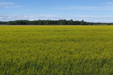 Sarı kolza tohumu alan ve mavi gökyüzü, bir güzel yaz manzara