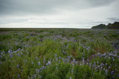 Çiçek açan lupin çiçekleriyle tipik İzlanda manzarası.