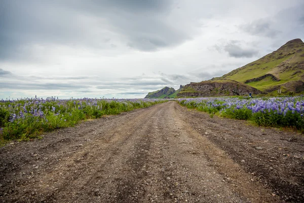アイスランドのルピナスの間の道路 — ストック写真