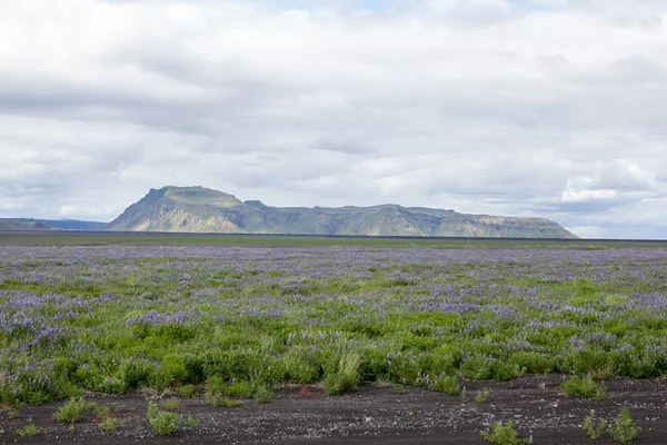 一般的なアイスランドの風景で、花が咲きます. — ストック写真