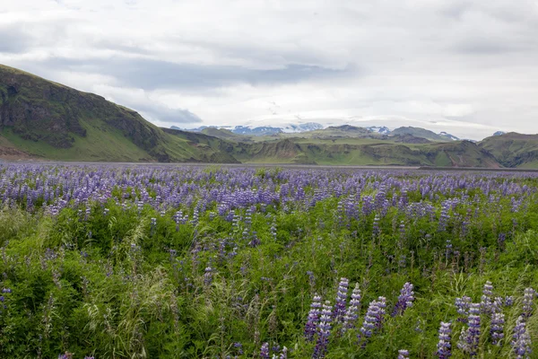 一般的なアイスランドの風景で、花が咲きます. — ストック写真