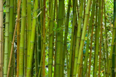 Bambu çimen sapı bitki sapları yoğun orman içinde büyüyen