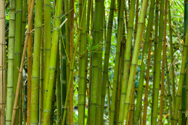 Bamboo grass stalk plants stems growing in dense forest