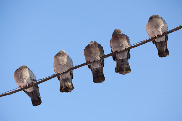 Five pigeons sitting on a wire