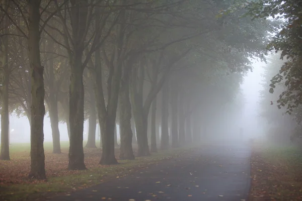 Foggy matin dans le parc de la ville Photo De Stock