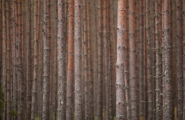 Çam ormanı. Doğal perspektif