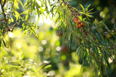 Deniz dikenli üzümleri dalı