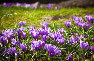 İlkbaharda mor çiçek