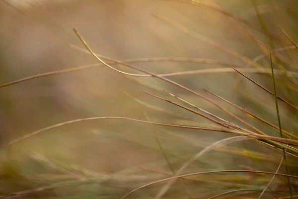 Suché hnědé trávy v podzimní pole closeup — Stock fotografie