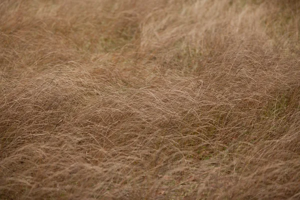 Hierba marrón seca en primer plano de campo de otoño — Foto de Stock