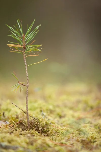Młody świerk drzewo kiełkowy w moss — Zdjęcie stockowe