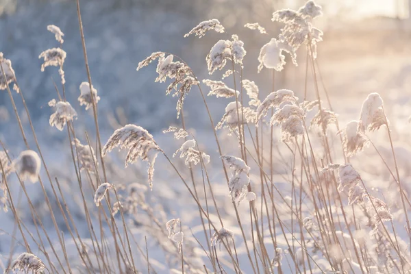 Frosty grass during sunset in Estonia.