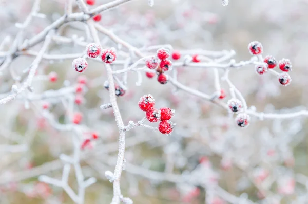 Frost röda bär. mjukt fokus — Stockfoto