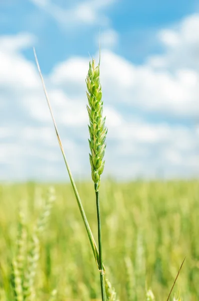 Verde espiga en el campo de primavera —  Fotos de Stock