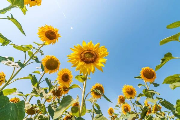 Girasol en el campo de visión de la parte inferior a la superior y azul cielo con sol —  Fotos de Stock