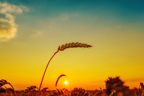 Coucher de soleil doré sur champ avec récolte — Photo