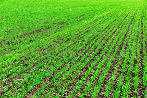 Agriculture spring field with green little shots — Stock Photo, Image