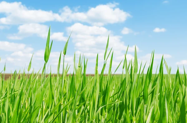 Groen gras in voorjaar closeup — Stockfoto