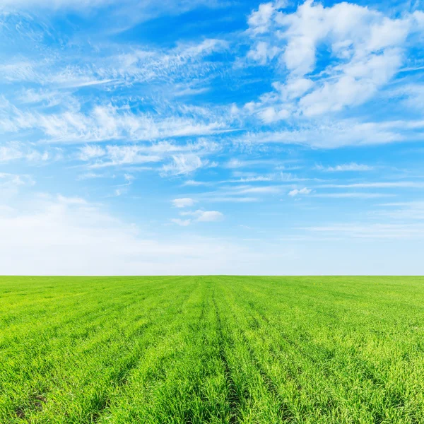 Campo de agricultura hierba verde y cielo azul con nubes sobre él — Foto de Stock