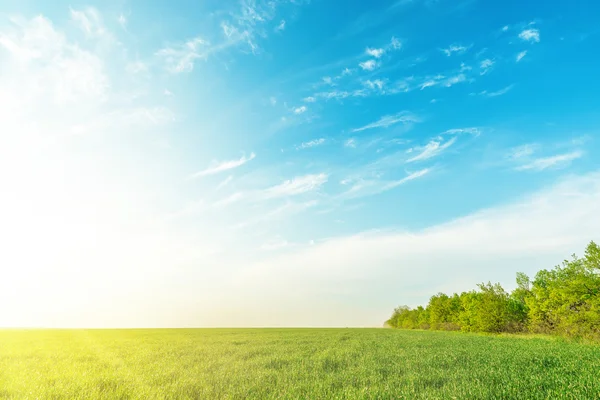 Campo di erba verde e alberi nell'ambito del tramonto nel cielo blu con nuvole — Foto Stock