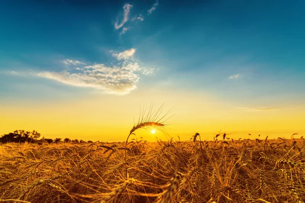 Západ slunce nad polem s harvest — Stock fotografie