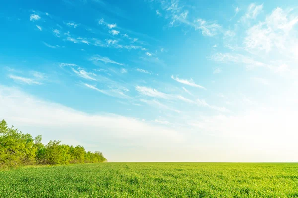 Hierba verde y árboles bajo el cielo azul en atardecer — Foto de Stock