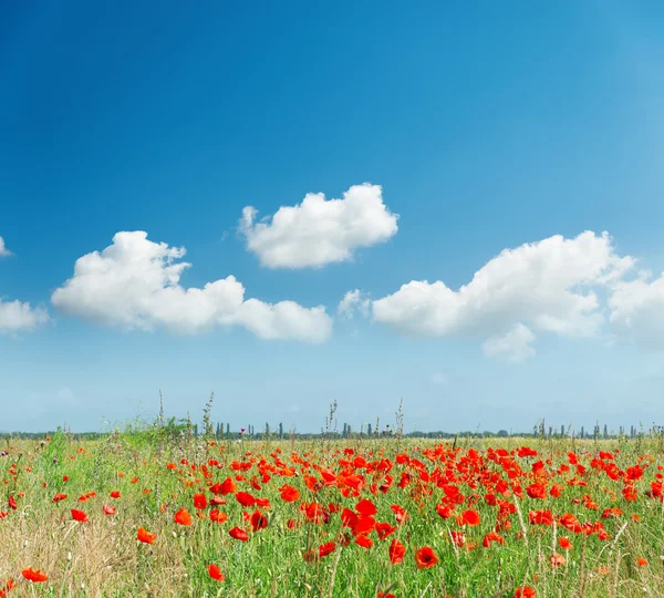 Amapolas rojas en el campo y nubes blancas en el cielo azul —  Fotos de Stock