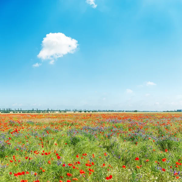 Campo de verão verde com papoulas e céu azul com nuvens por cima — Fotografia de Stock