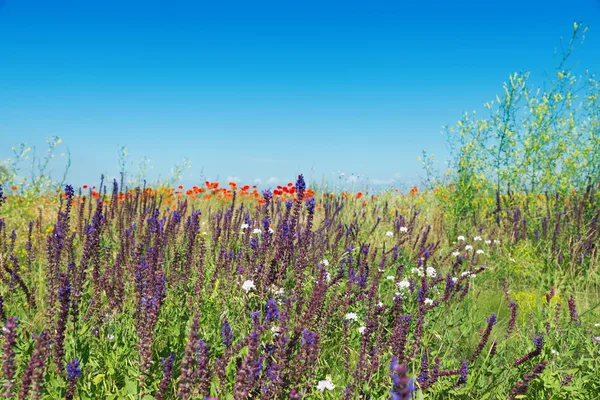 Kwiat lato w zielony krajobraz i błękitne niebo — Zdjęcie stockowe