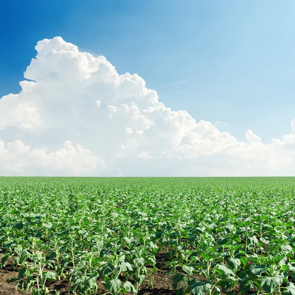 Campo de girasol verde y nube sobre él — Foto de Stock