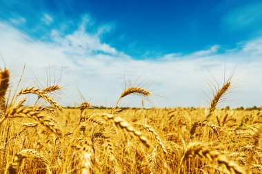 buğday alan bulutlar ile mavi gökyüzünün altında. Altın hasat