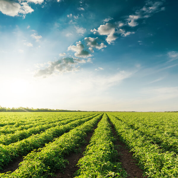 deep blue sky on sunset and field with green tomatoes