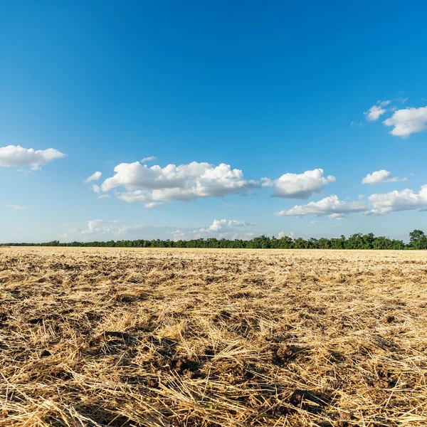 Agriculture field after harvesting and clouds in blue sky over i — Stock Photo, Image