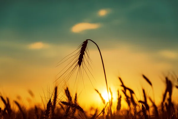 Coucher de soleil sur champ de récolte — Photo