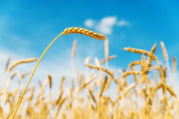 Espigas de trigo de cor dourada no campo sob o céu azul. foco suave — Fotografia de Stock