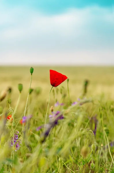 Alone red flower of poppy on field — Stock Photo, Image